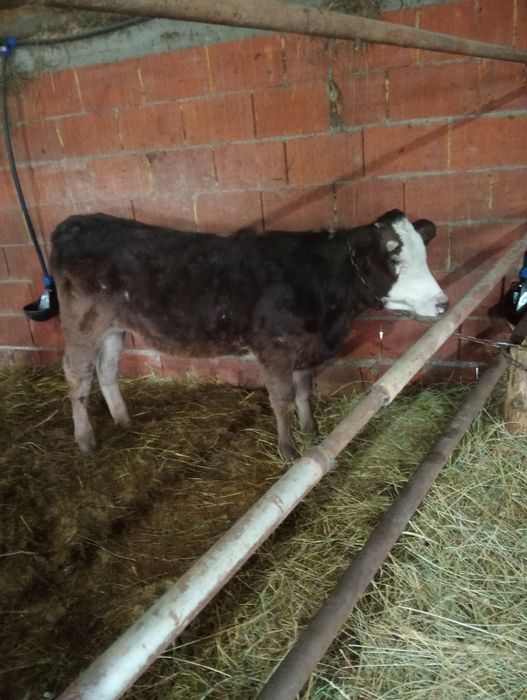 Vând 3 vițele  baltate