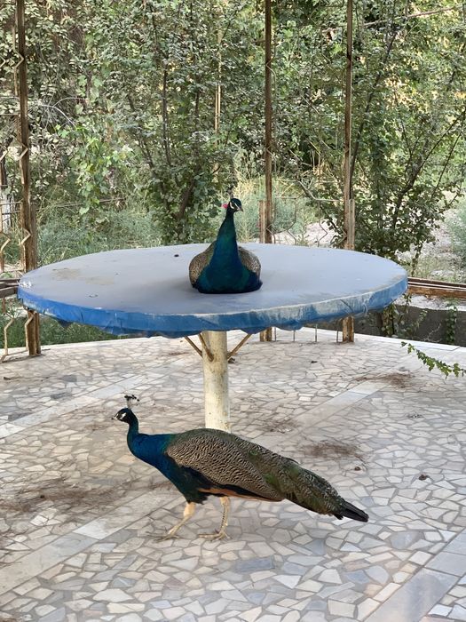 Товус / Павлин сотилади Параси