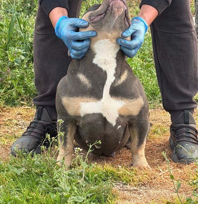 Американско були