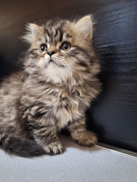 Персийско котенце