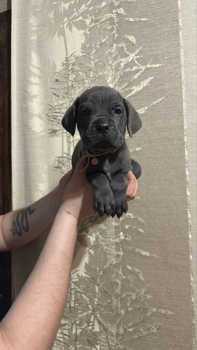 Щенки кане корсо