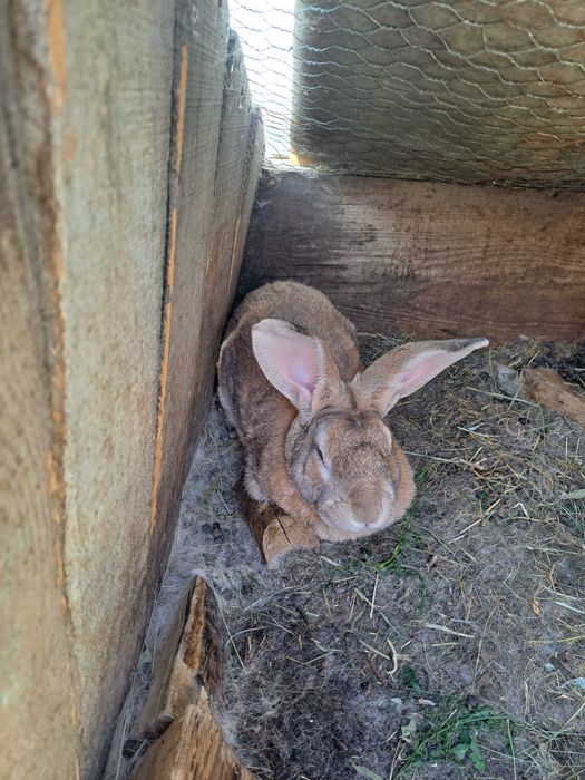 Iepuroi Matca de Rasă Uriaș - Culoare Agouti (Maro-Roșcat)