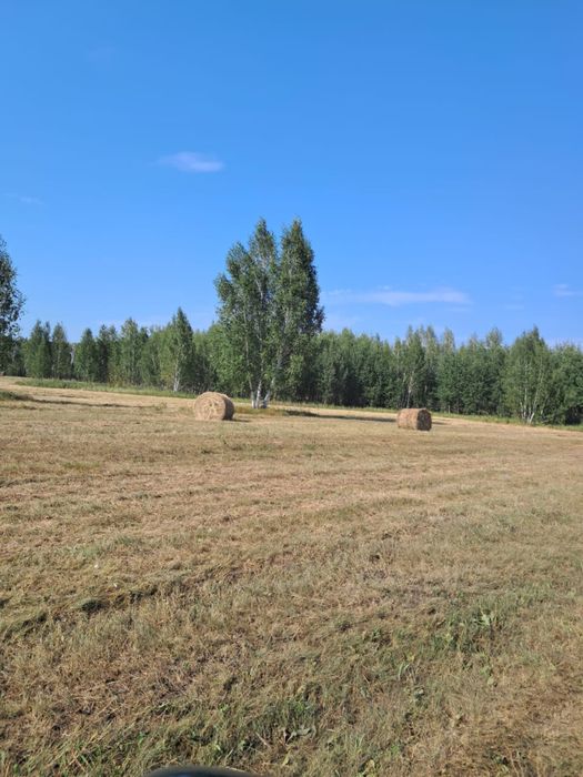 Продам лесное сено 2026 года