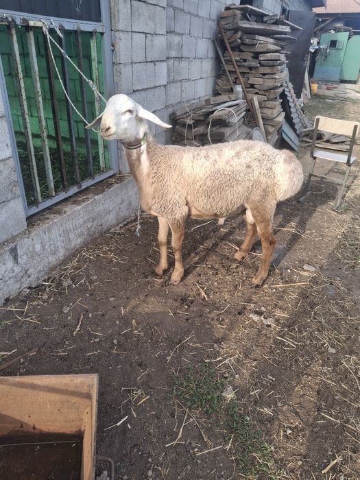 Продам кошкара срочно