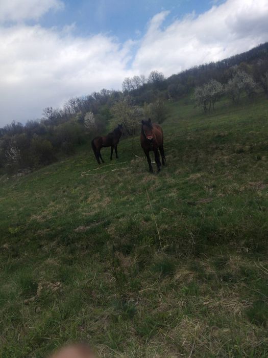 Vând doi cai buni de  căruță  3 ani și 8 ani