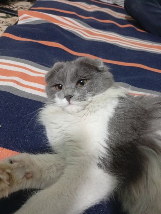 Веслоухий кот недорого