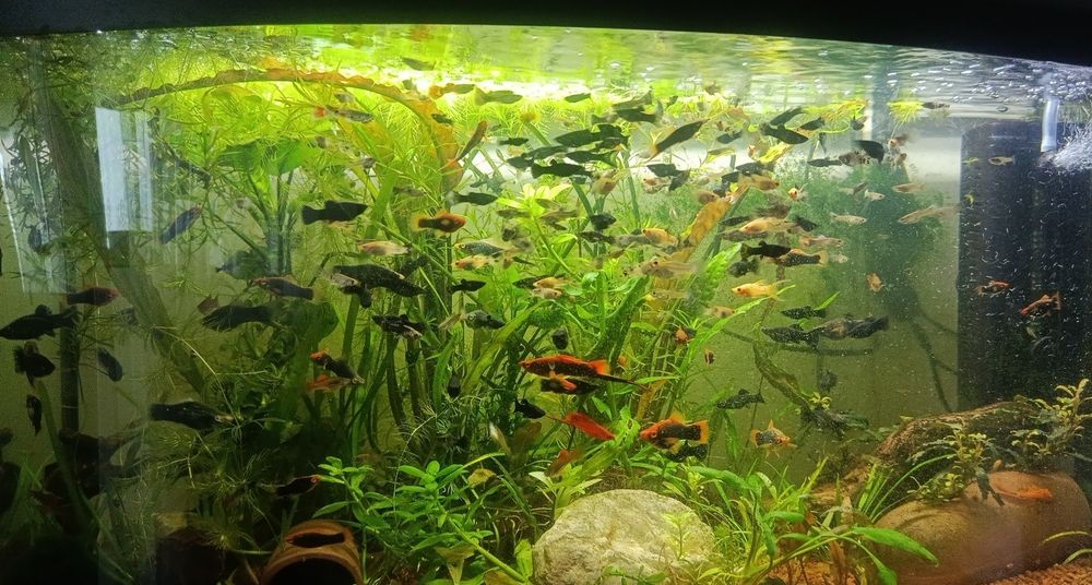 Molly ,guppy ,xifo !