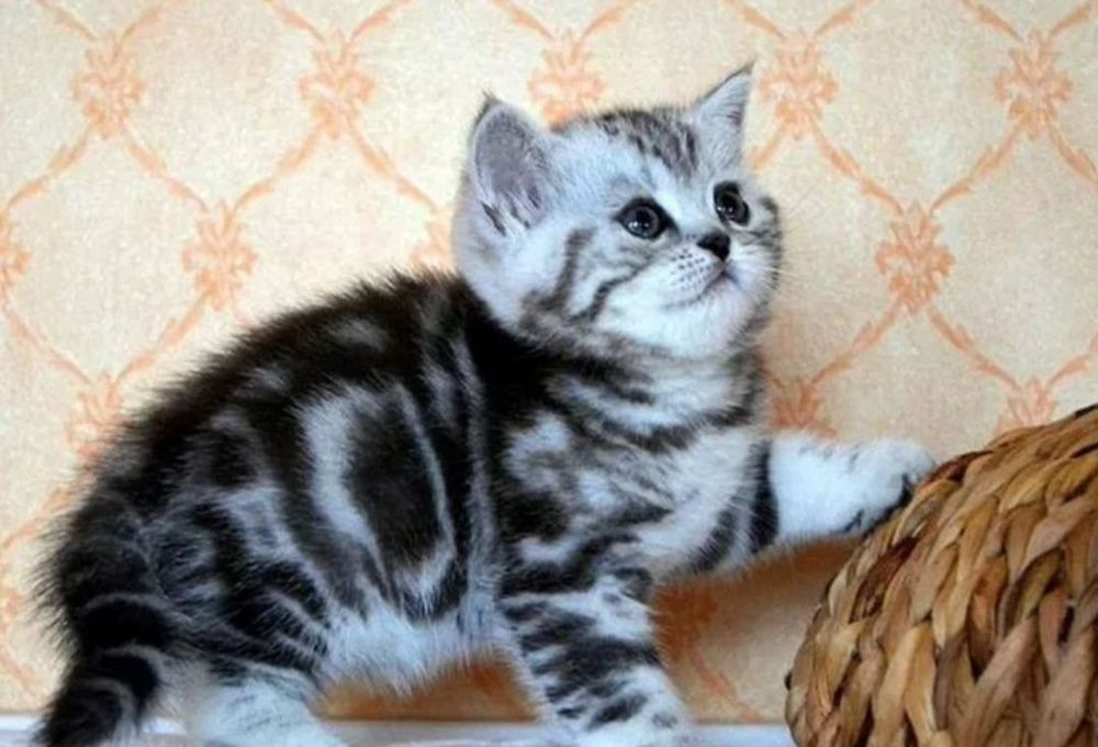 Котята шотландские