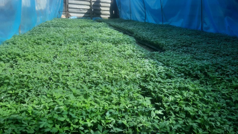 Росада томат голанская