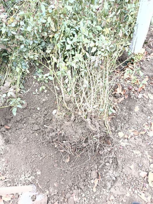 Атиргул кучатлари сотилади, чёрный магия