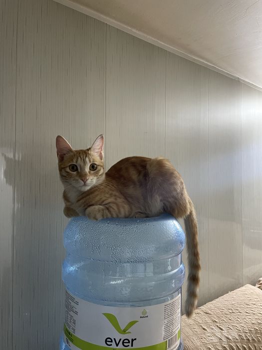 Котенок, 9 месяцев девочка.