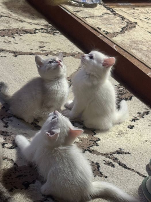 Хорошие котенки отдам даром .
