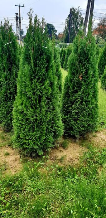 Tuia smaragd de mai multe dimensiuni