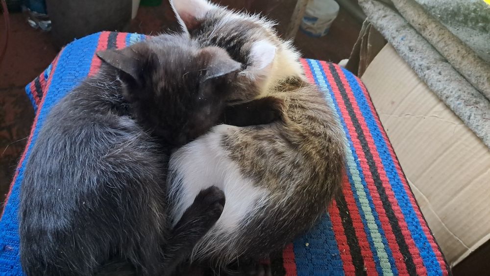 Котята 28 октября