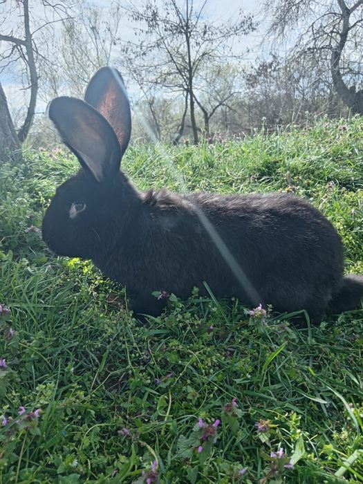 Iepuri pui și maturi