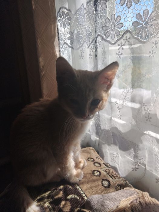Отдам котят мальчики
