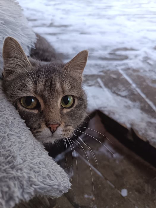 Кошечка ищет дом