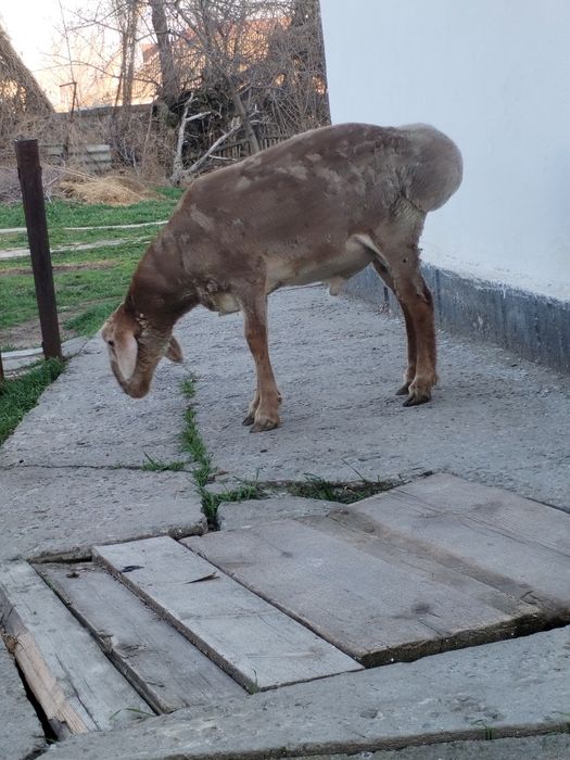 Токты кошкар.                           .