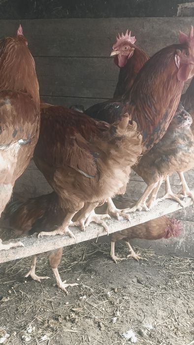 дамашни қораз сатылады