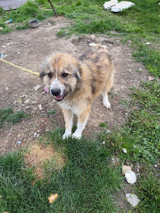 Donez Ciobănesc Carpatin