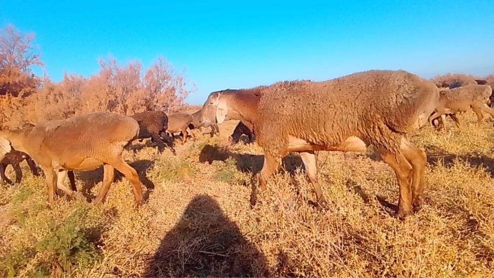 DIY бензин пеші