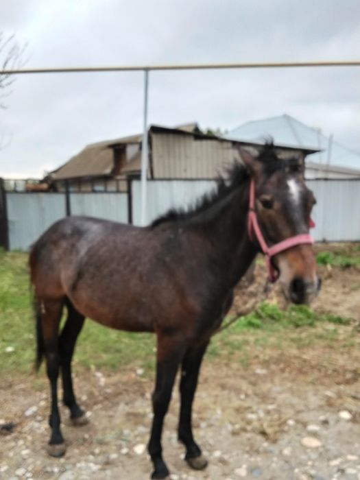 Кунан шгар сатылады