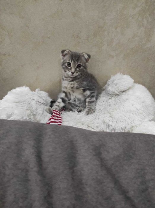 Котенок  девочка