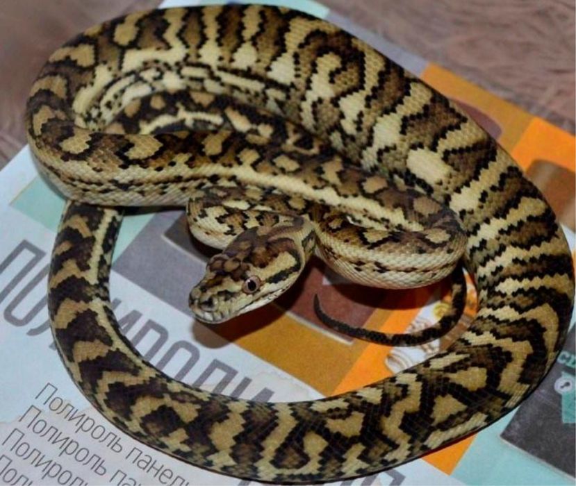 Змея ковровый питон