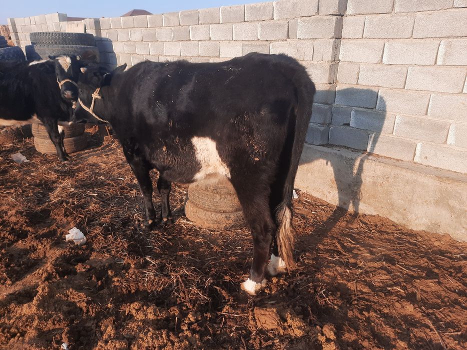 Бордақы сиыр сатылады