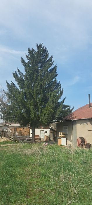 Срочно продам елку