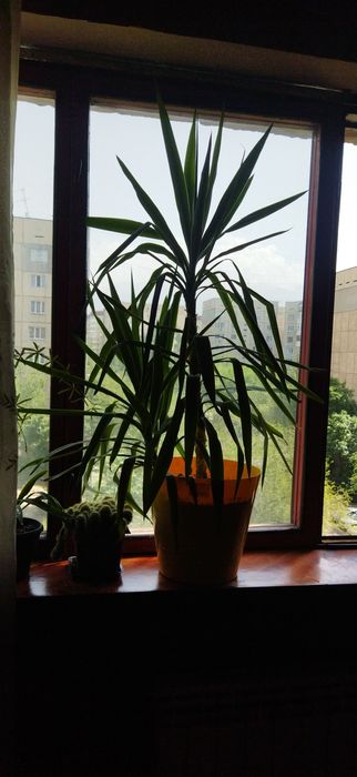 Юкку продам, пальма