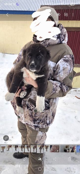 Продам щенка САО