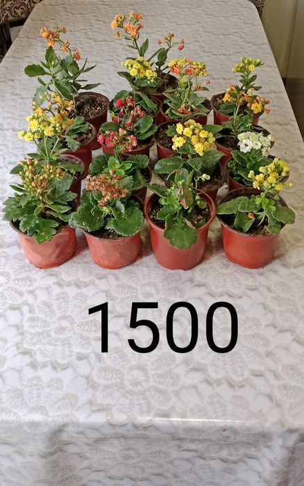 Домашние растения