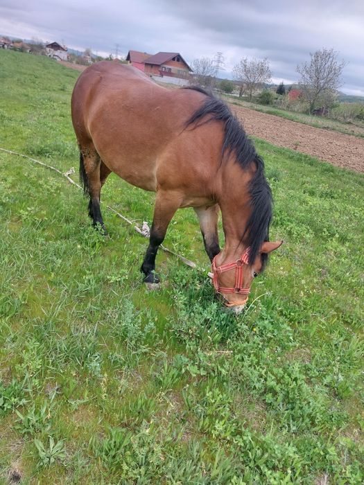 Vând manza semigrea !