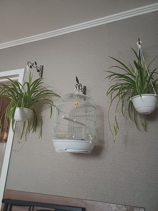 кенарь певчий молодой