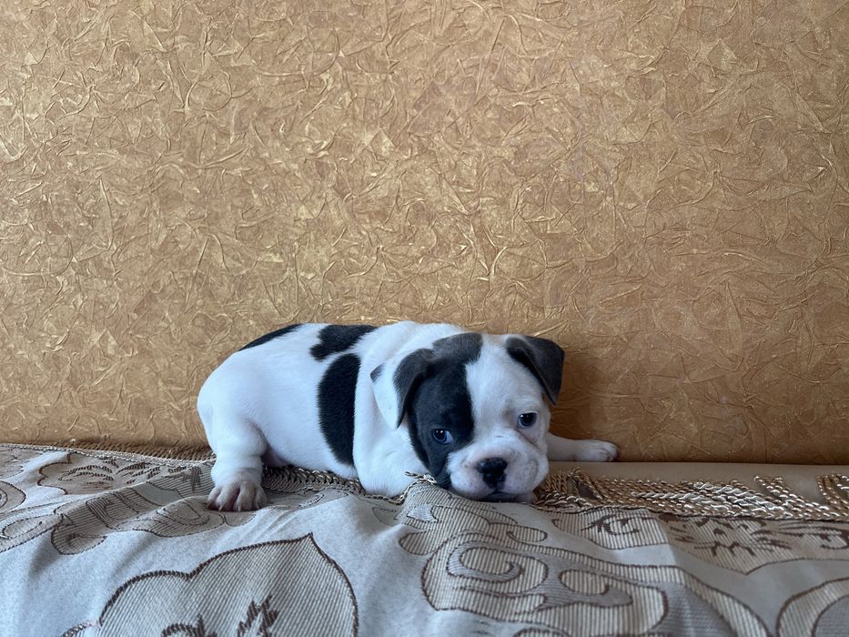 Щенки французского бульдога