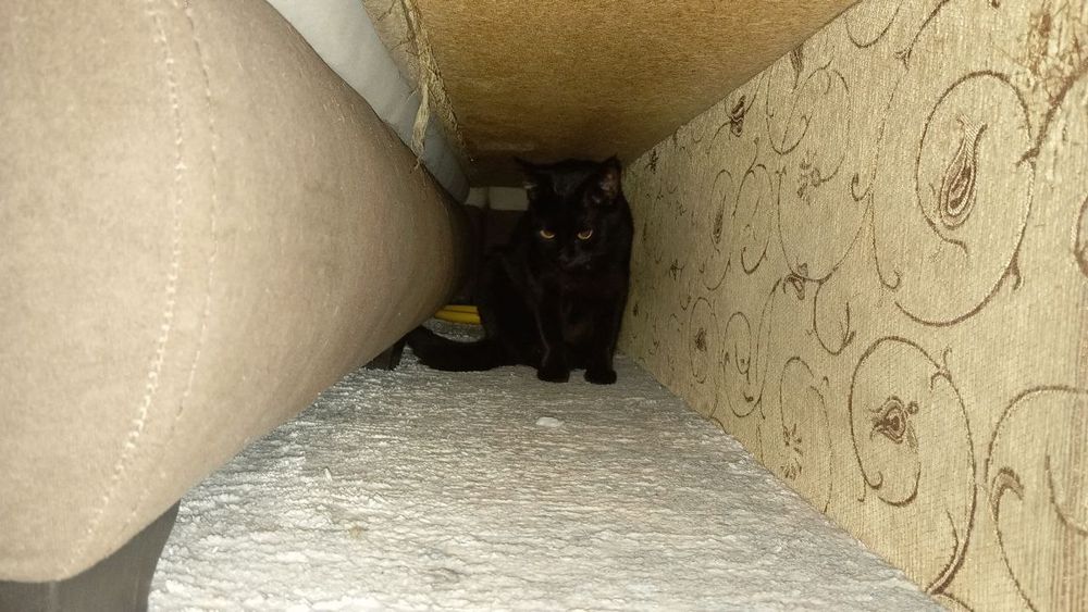 Отдам в хорошие руки