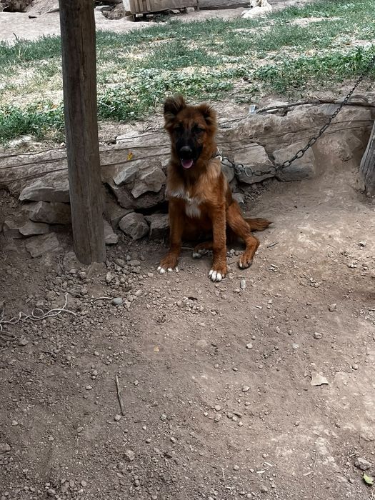 Продам собаку Алабай