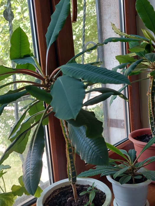 Продам комнатные растения.