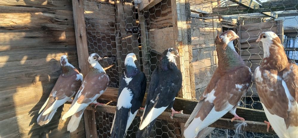 Porumbei jucători de galați