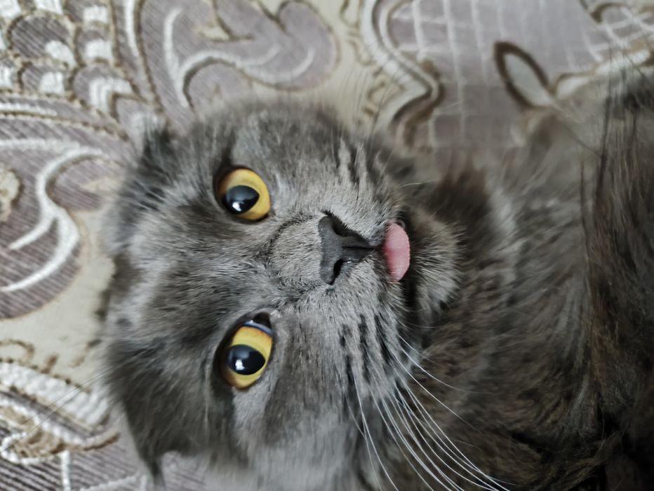 Шотландская кошка хайленд фолд