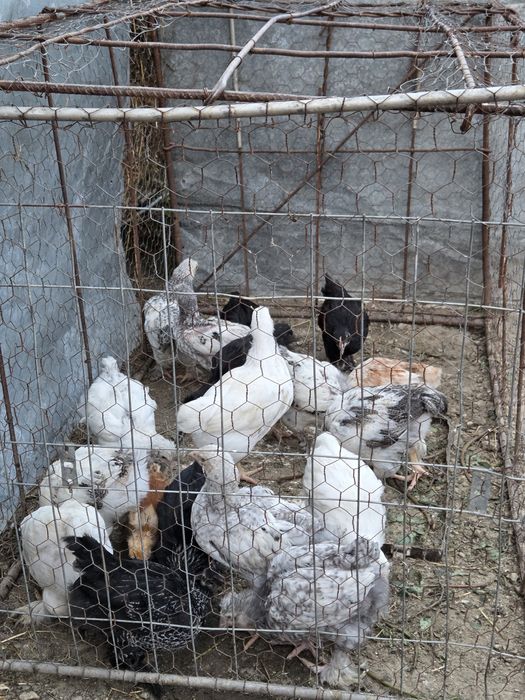 Pui de găină  de vânzare