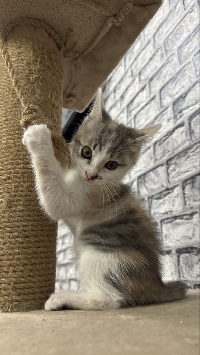 Котенок в ответственные  руки