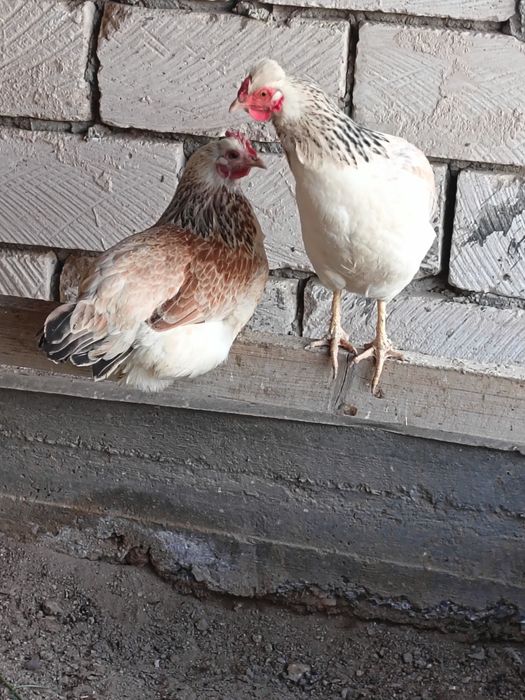 Келісемізғо нақты алатын адам болса