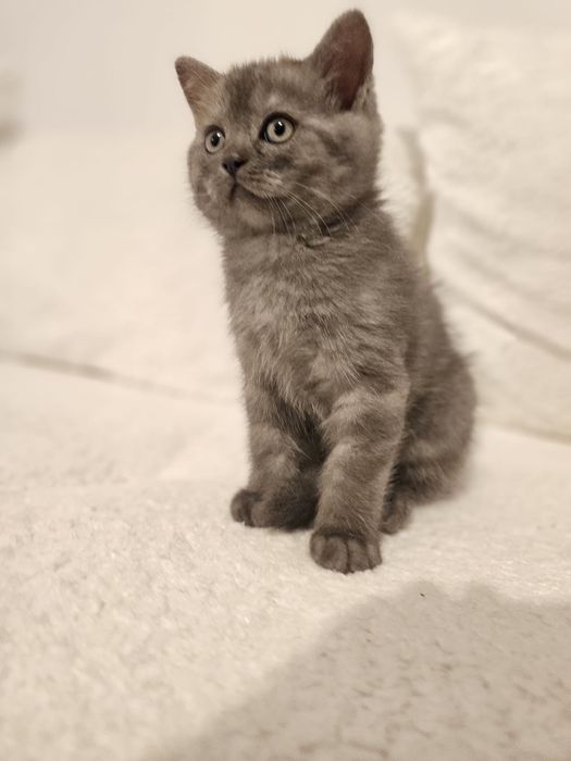 Pui british gri & argintiu