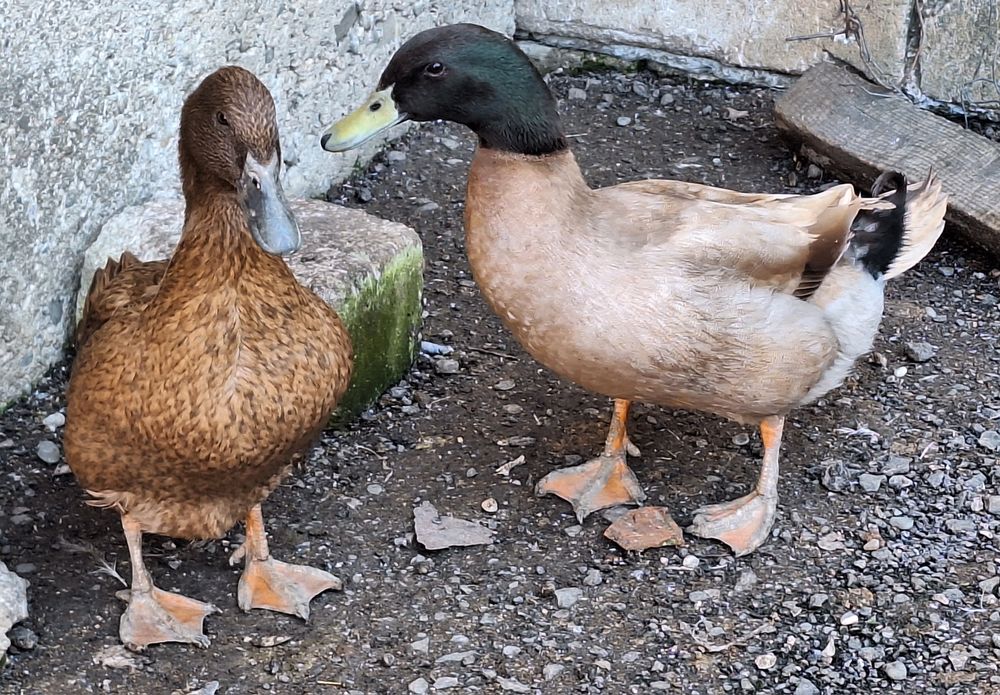 Ouă rață khaki Campbell pentru incubat linie Italia