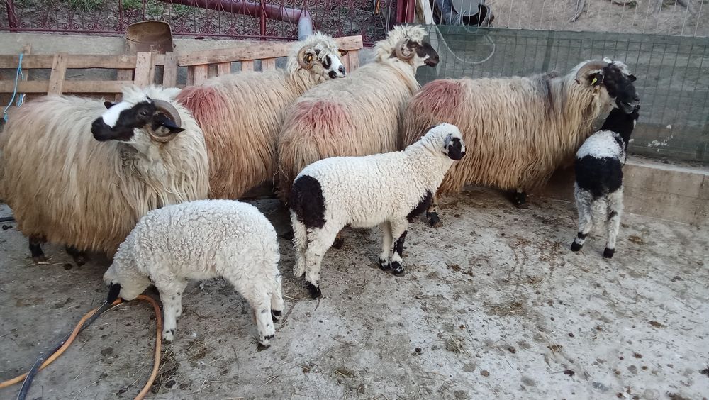Oi cu miel de vanzare