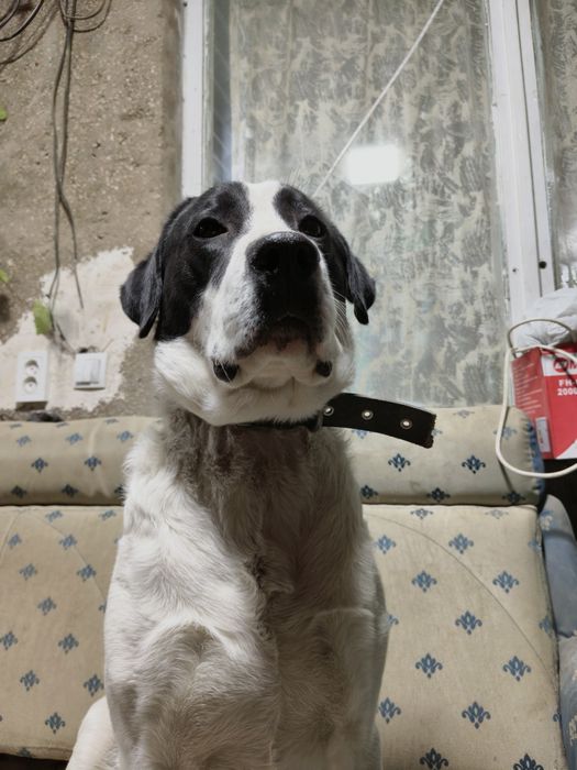 Лабрадор, 1 год 4 месяца в добрые руки