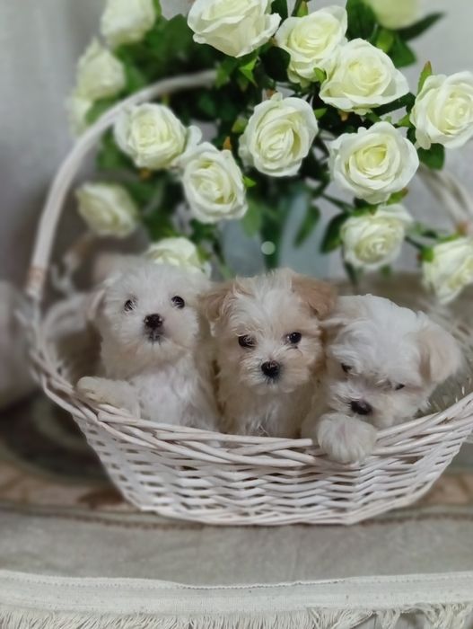 К продаже щенки мальтийской болонки