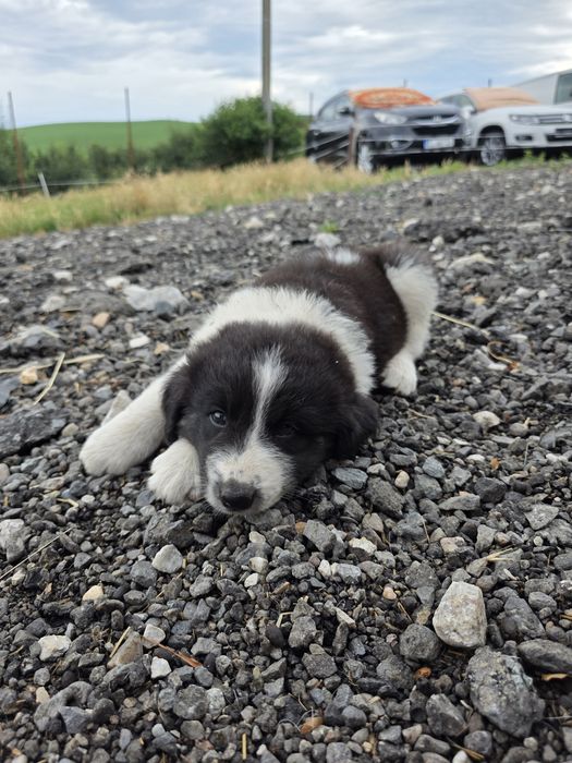 Donez pui Ciobănesc de Bucovina.